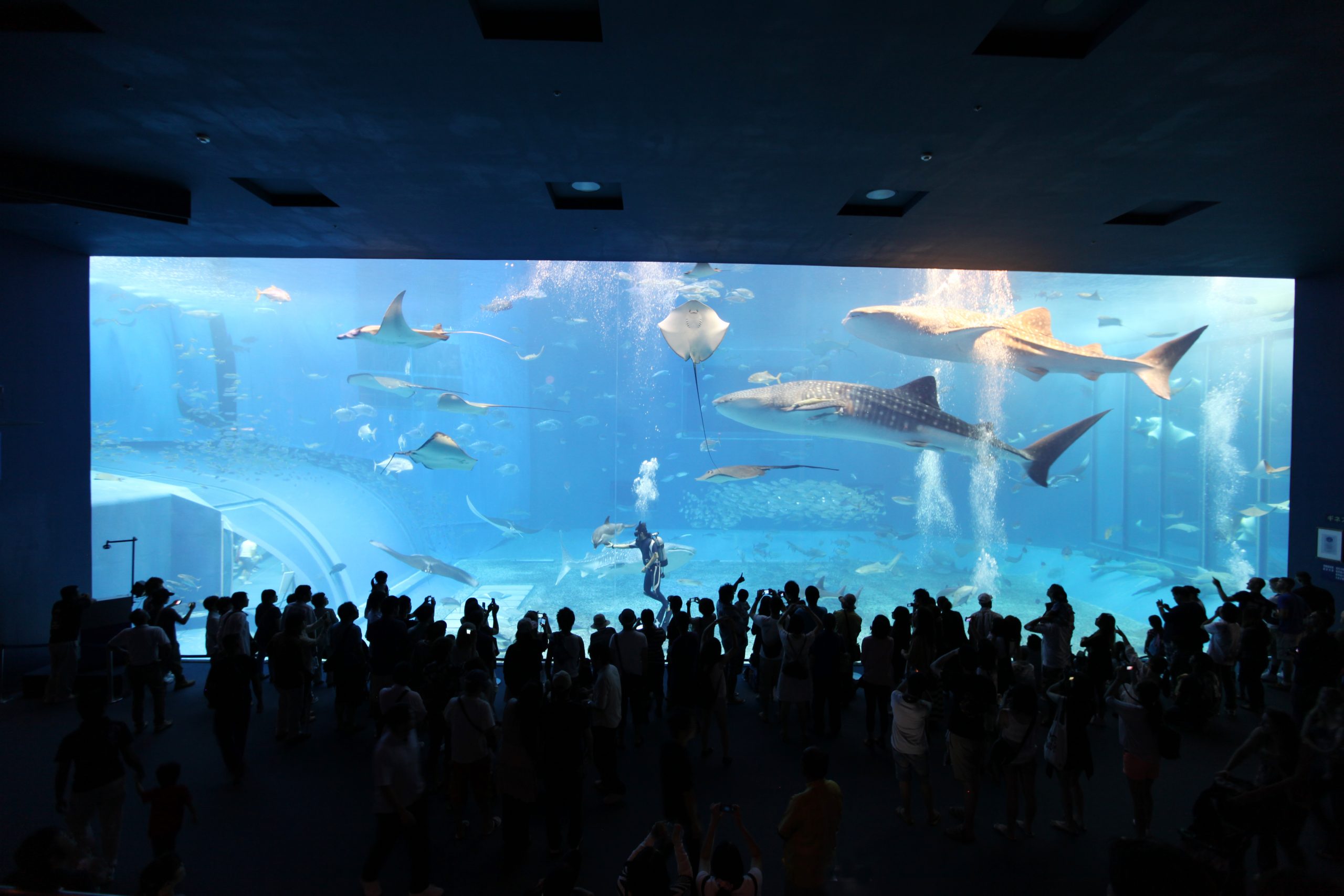 沖縄美ら海水族館(おきなわちゅらうみすいぞくかん) サムネイル